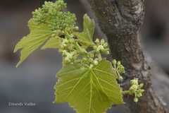 Cissus woodrowii
